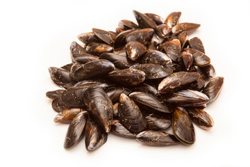 Mussels on a white studio background.