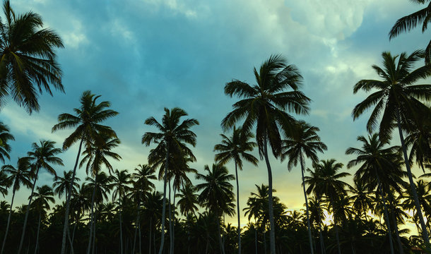 Beautiful sunset on an exotic beach with palm trees on blue sky