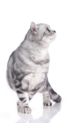 Britisch Kurzhaar Katze von vorne schaut nach oben