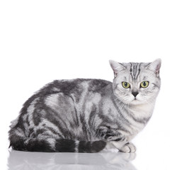 Britisch Kurzhaar Katze sitzt seitlich auf weiß