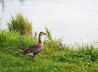 greylag