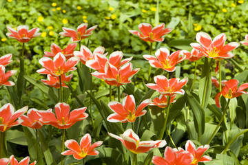 Red tulips