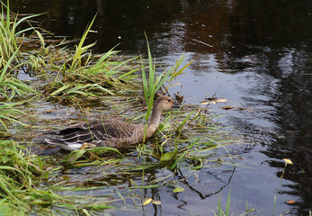 greylag