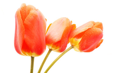 red tulips on white background
