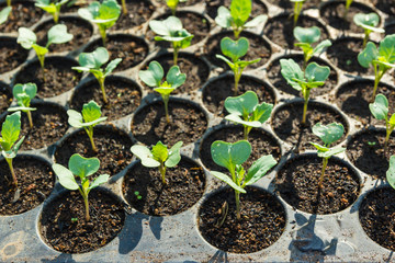 Young seedlings  in tray.