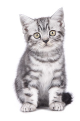 Fototapeta premium Britisch Kurzhaar Kätzchen sitzt mit Blick in die Kamera