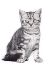 Fototapeta na wymiar Britisch Kurzhaar Kätzchen sitzt mit Blick in die Kamera