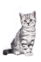 Britisch Kurzhaar Kätzchen sitzt mit Blick in die Kamera