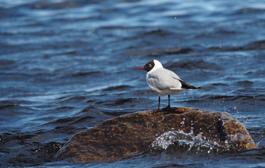 Gull on the lake