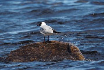 Gull on the lake