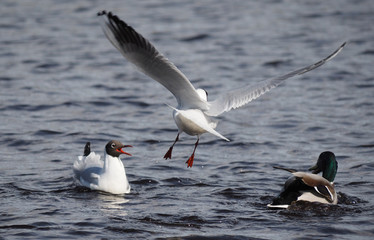 Gulls and duck in fight for food
