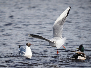 Gulls and duck in fight for food