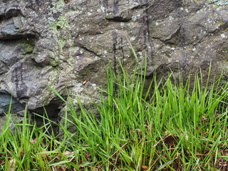 grass and stone