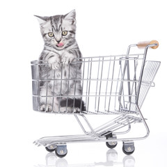 Britisch Kurzhaar Kätzchen im Einkaufswagen