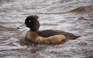 Tufted duck, Aythya fuligula