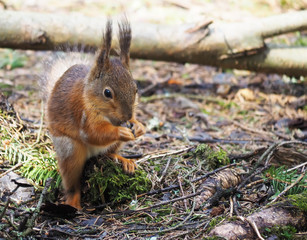 squirrel in the forest
