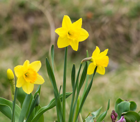 daffodils