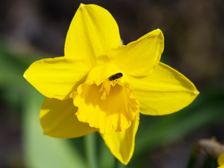 Obraz premium daffodils