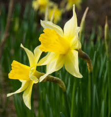 Obraz premium daffodils