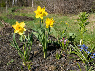 daffodils