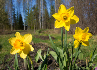 daffodils