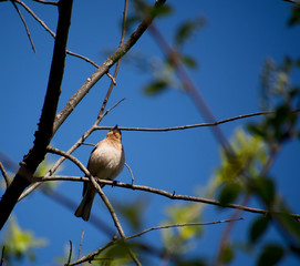 Finch in the Forest