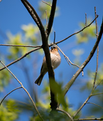 Finch in the Forest
