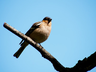 Finch in the Forest