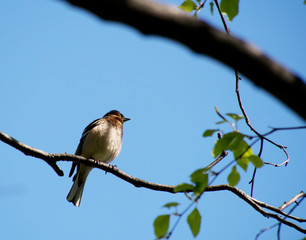 Finch in the Forest