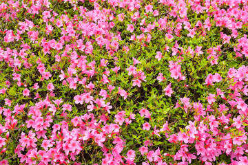 Rosa Blumen als Hintergrund