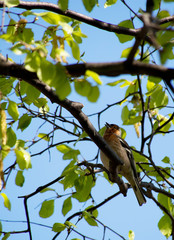 Finch in the Forest