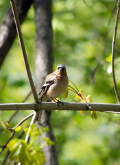 Finch in the Forest