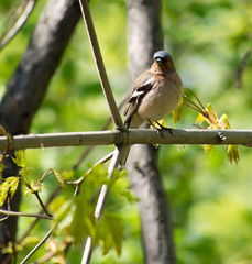 Finch in the Forest