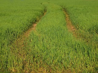Fototapeta premium The tractor trails in the spring field of young wheat. 
