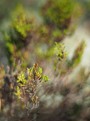 heather in the forest
