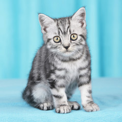 Fototapeta na wymiar Britisch Kurzhaar Kätzchen frontal mit Blick in Kamera