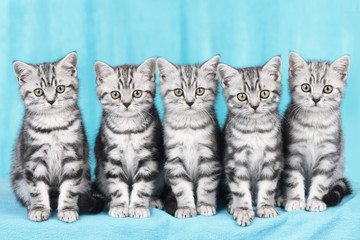 Fototapeta na wymiar Fünf Britisch Kurzhaar Katzen schauen in die Kamera