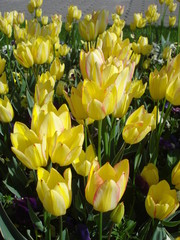 Obraz premium Yellow tulips in park