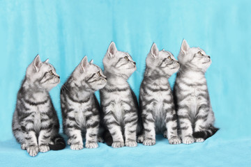 Fototapeta na wymiar Fünf Britisch Kurzhaar Katzen blicken seitlich hoch