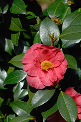 camelia, camellia