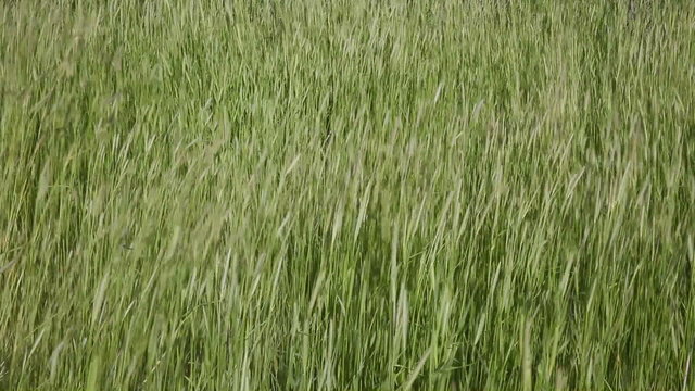 Wild Green Grass Closeup on a Windy Day 1920x1080