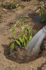 Tomaten Jungpflanzen im Folientunnel auspflanzen