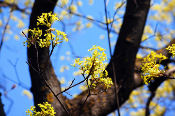 Maple (acer) springtime revival 1.
