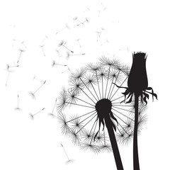 black and white vector dandelions