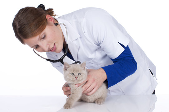 Tierärztin untersucht Katzenbaby