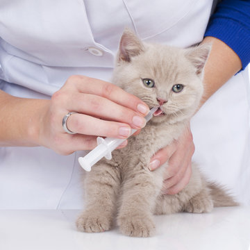 Kätzchen erhält Medizin in einer Spritze