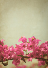 Naklejka na ściany i meble pink bougainvillea flower background