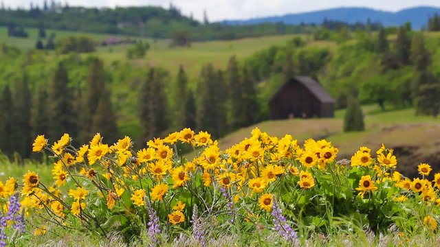 Balsamroot and Lupine Wildflowers Springtime in Maryhill WA