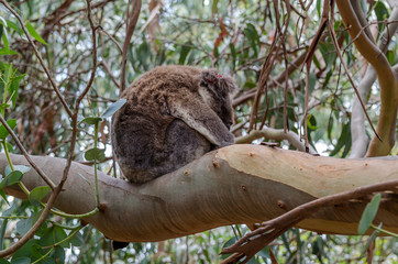 Sleeping Koala