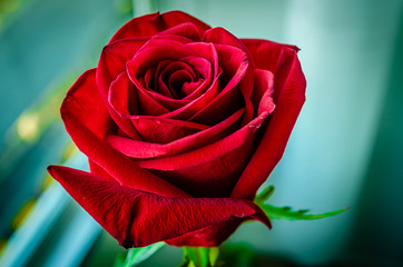 Red Rose